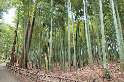 【偕楽園の園内の名所】孟宗竹林