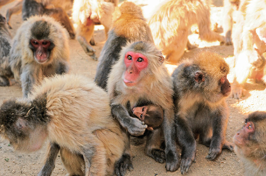 高宕山自然動物園