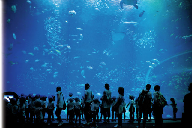 アクアワールド・大洗は7つのゾーンからなる!