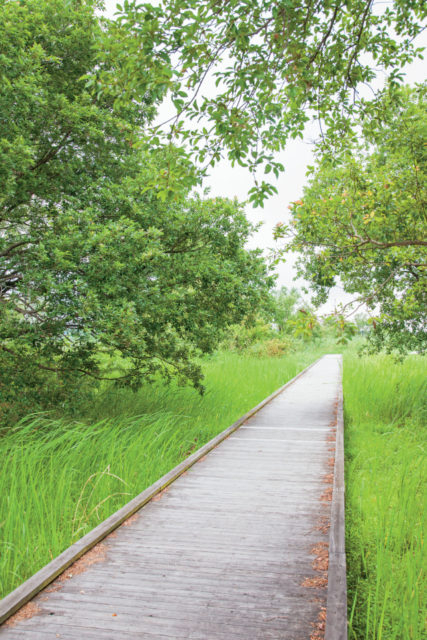 牛久沼の四季折々の景色を楽しみながら散策「牛久沼かっぱの小径」