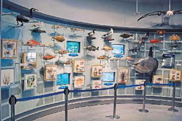 千葉県立中央博物館分館 海の博物館