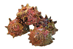 魚っちんぐ千倉