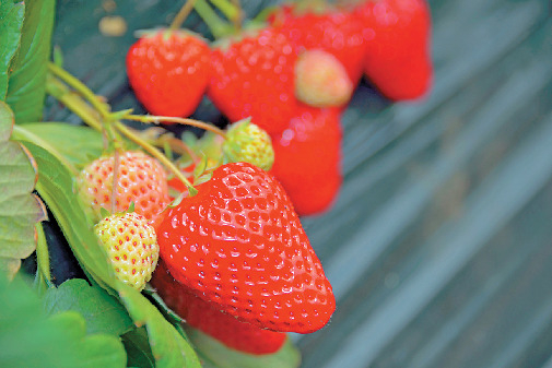 JA安房館野支店内 館山いちご狩りセンター