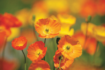 【南房総×花畑】見ごろをCHECK!花図鑑