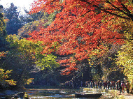 養老渓谷もみじまつり