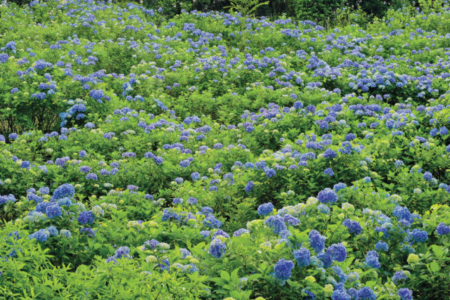 【千葉×お花畑】高原の斜面一帯に日本アジサイが咲き誇る「麻綿原高原」