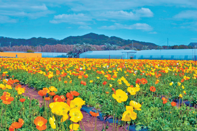 ポピーの里 館山ファミリーパーク