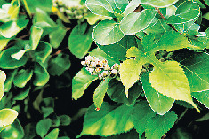 【千葉の沖ノ島】③磯遊びにぴったり「裏(西)の浜 (うら にし のはま)」