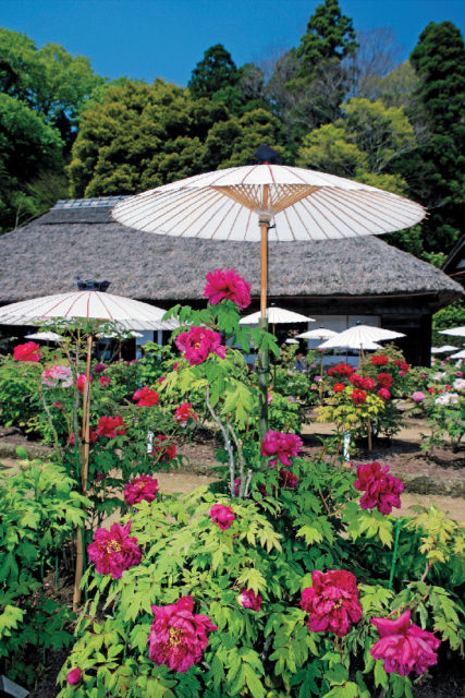 【千葉×お花畑】山里の風景を彩るボタンの花の美しさ「茂原牡丹園」