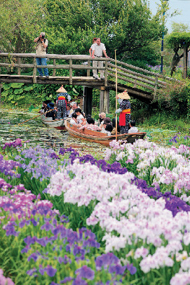 【千葉×お花畑】約400品種ものハナショウブが咲く「水郷佐原あやめパーク」