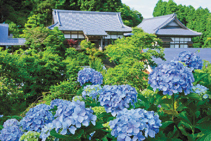 【千葉×お花畑】高原の斜面一帯に日本アジサイが咲き誇る「麻綿原高原」