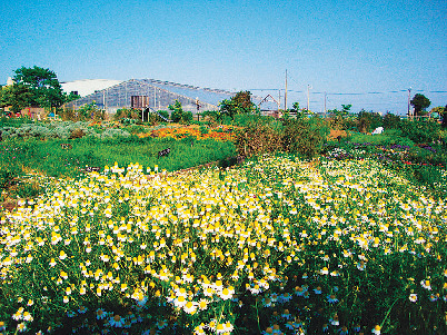 【千葉×お花畑】見て・触れて・味わって五感でハーブを楽しむ「九十九里ハーブガーデン」