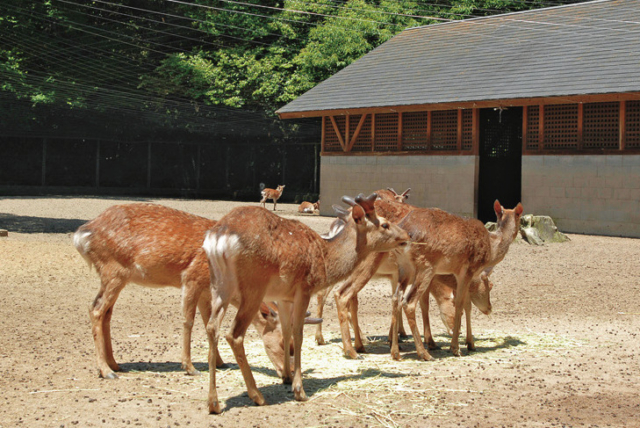 【鹿島神宮 スポット4】鹿園