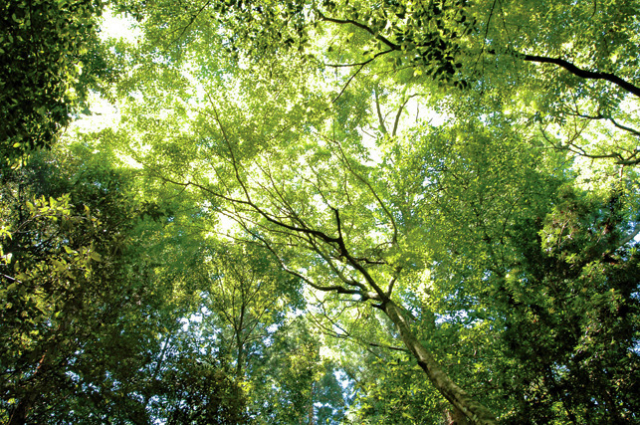 【鹿島神宮 スポット3】奥参道