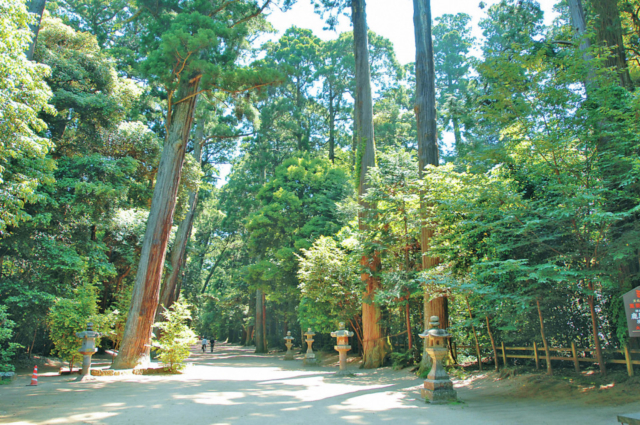 【鹿島神宮 スポット3】奥参道