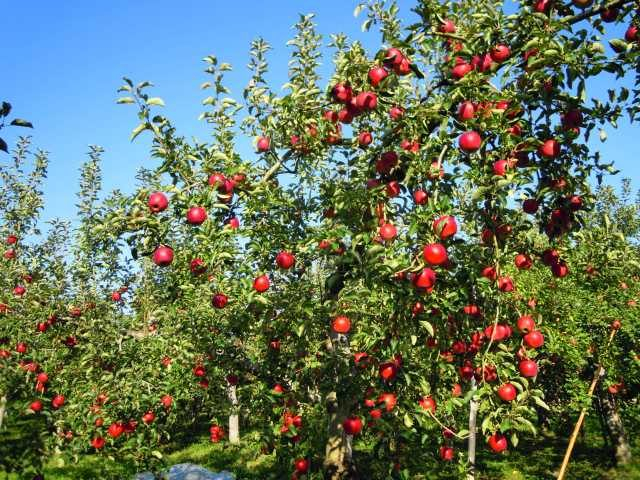 数種類のリンゴを食べ比べ「木沢りんご園」