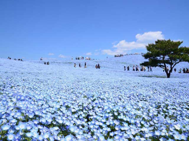 国営ひたち海浜公園