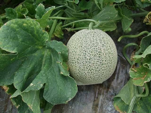 日本一の産地で育つメロン&いちご「深作農園」