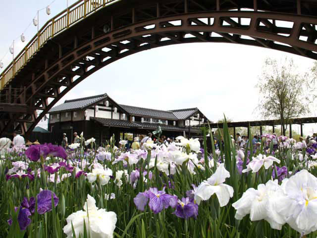 水郷潮来あやめまつり