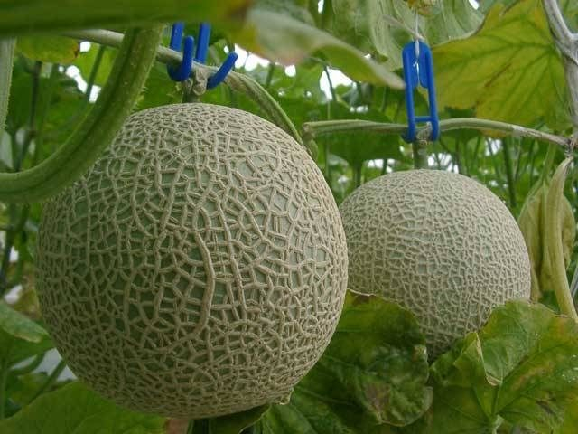 メロン