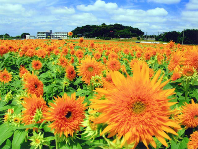 【茨城×夏のドライブ】1.明野ひまわりの里
