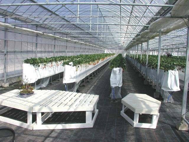 いちごを満喫したあとは温泉でのんびり「いちご家のむのむ」