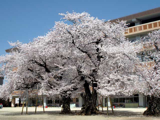 樹齢100年を超す見事な桜「真鍋のサクラ」