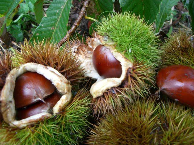 エコファーマー認定の農園で栗拾い「お茶の丸太園」