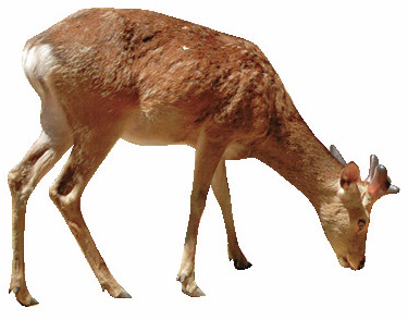 【鹿島神宮 スポット4】鹿園