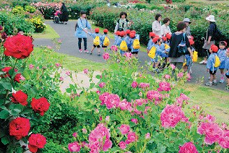 【千葉×お花畑】ロマンティックな庭園に多彩なバラが咲き誇る「京成バラ園」