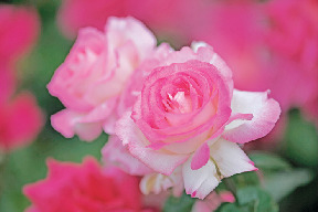 【千葉×お花畑】気高く美しく咲く色とりどりのバラ「谷津バラ園」