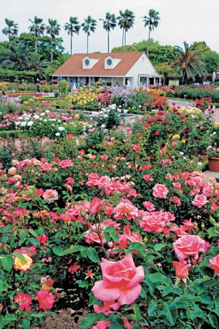 【千葉×お花畑】気高く美しく咲く色とりどりのバラ「谷津バラ園」