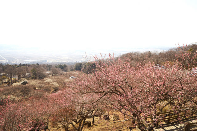 筑波山中腹に広がる梅林「筑波山梅林」