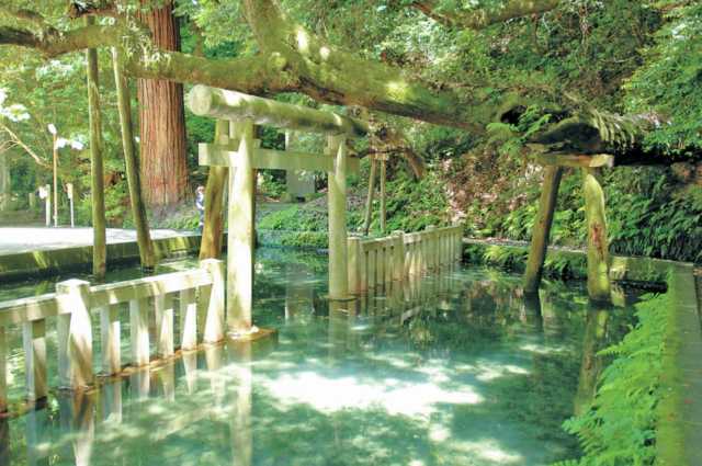 【鹿島神宮 スポット7】御手洗池