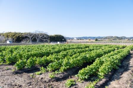 千葉の人気道の駅ランキング7位 道の駅 グリーン ファーム館山