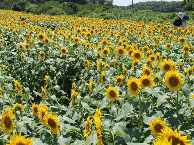 房総半島は一年中花が咲きます