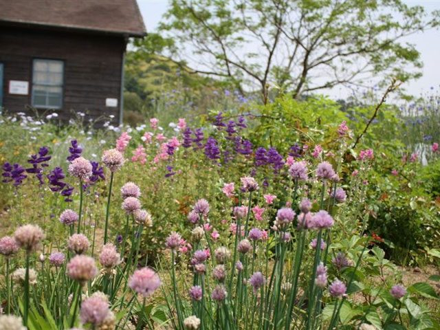 【大多喜×観光】オリジナルのハーブティーを楽しめる「大多喜ハーブガーデン」