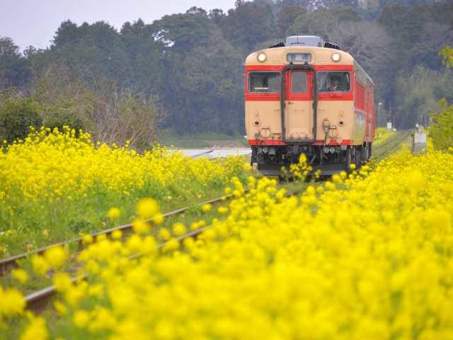 ③養老渓谷・大多喜エリア