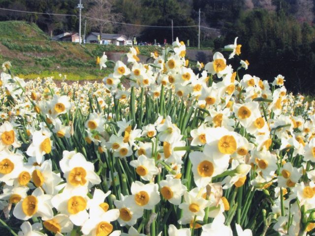 房総半島は一年中花が咲きます