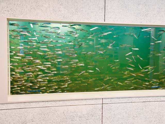 【九十九里×ドライブ】いわし漁と歩んだ町の歴史や文化を紹介「海の駅九十九里」