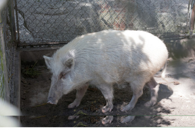 鹿児島のフォトジェニックスポット⑦ 和氣神社
