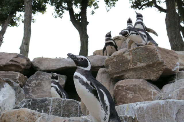 神戸市立須磨海浜水族園