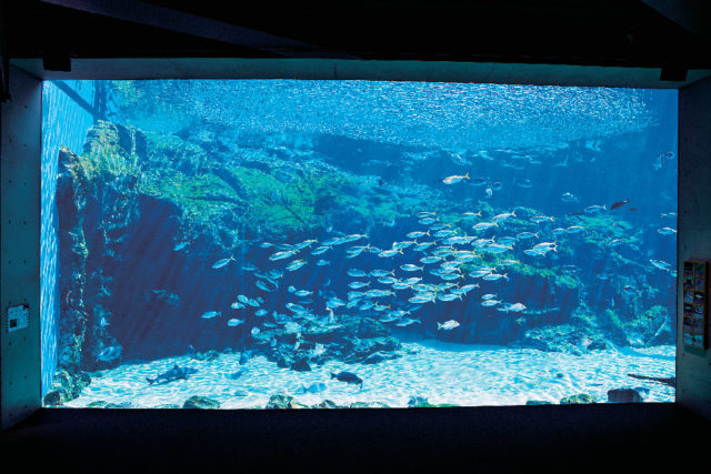九十九島水族館海きらら