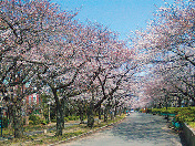 【大阪×水上クルーズ観光】まわりの並木道は春になると桜が爛漫「毛馬桜之宮公園」