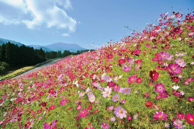 【えびのドライブ×立ち寄りスポット】生駒高原