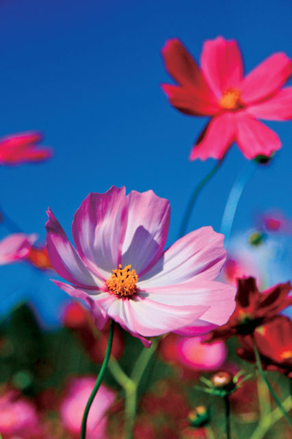 生駒高原の花ごよみ