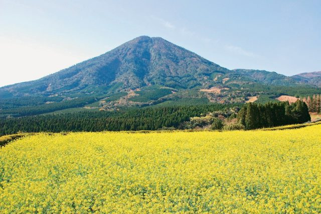生駒高原の花ごよみ