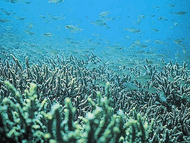 五島の人気観光スポット⑤ 福江海中公園