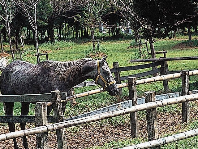 【宮崎・西都&綾×観光】綾の自然を乗馬で満喫「綾馬事公苑」