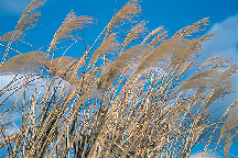 えびの高原の歳時記